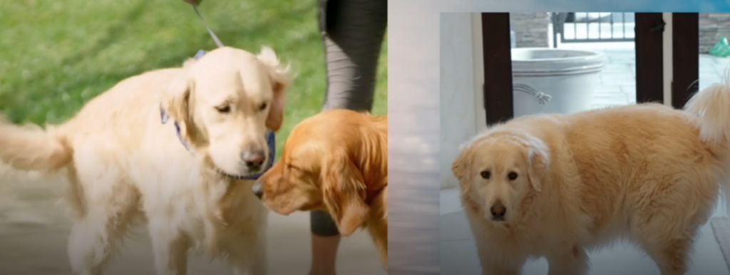 RHOC golden retrievers